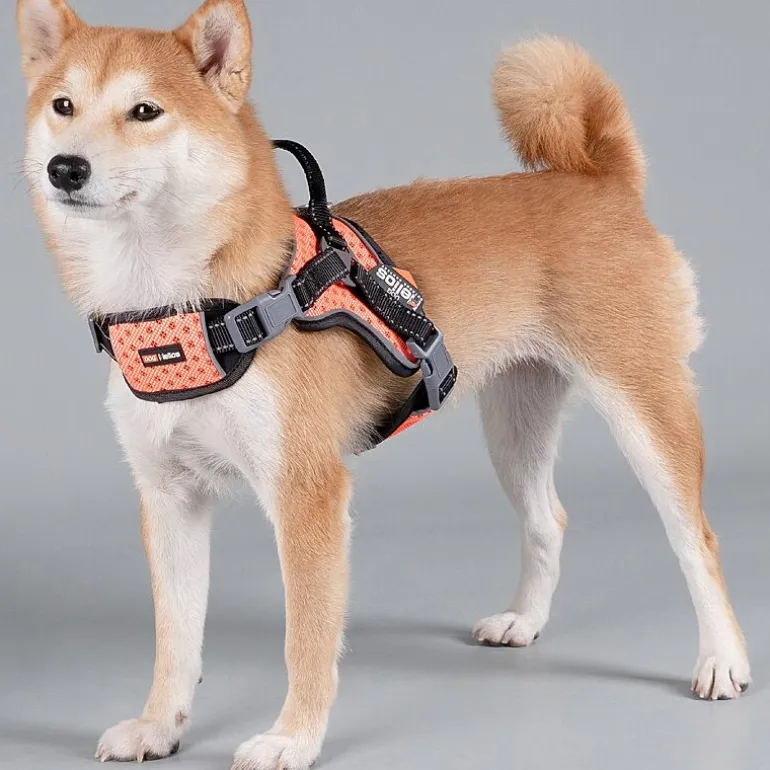 Dog Helios Scorpion' Sporty High-Performance Free-Range Dog Harness