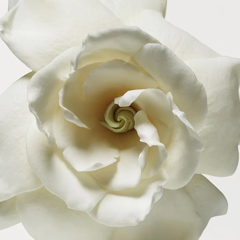 Donna Karan Cashmere Mist Eau de Toilette