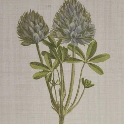 Madison Park Herbal Botany Botanical Illustration 4-pc. Framed Wall Art Sets