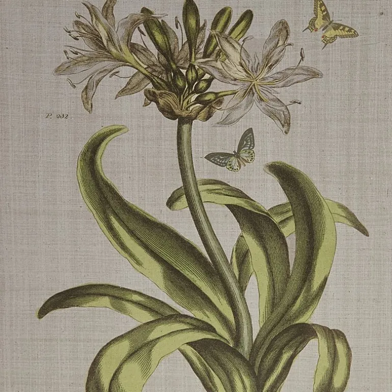 Madison Park Herbal Botany Botanical Illustration 4-pc. Framed Wall Art Sets