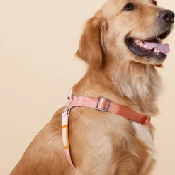 Touchdog Macaron' 2-In-1 Durable Nylon Leash Dog Harness
